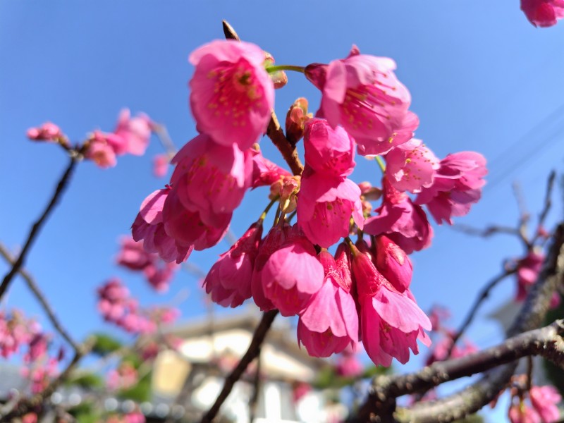 春季讃仏会（彼岸会）